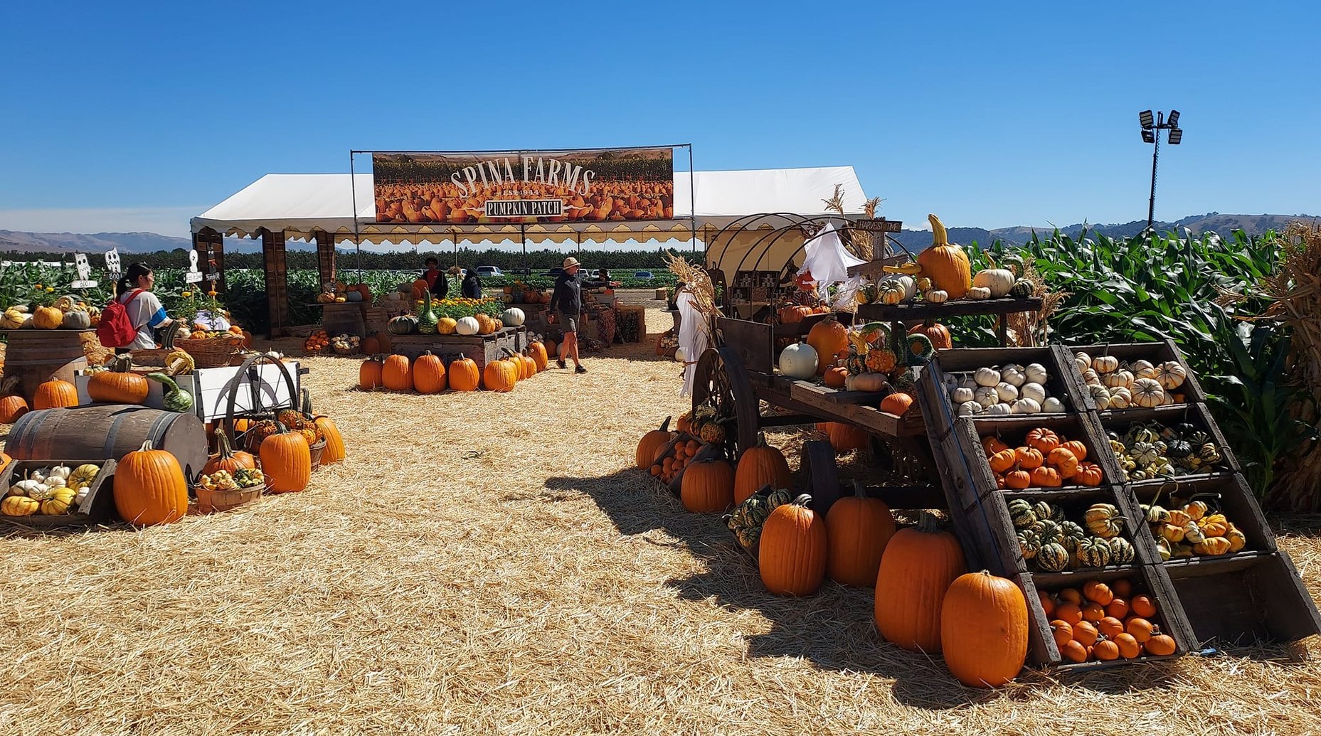 Spina Farms Pumpkin Patch Connects Community to Local Agriculture on